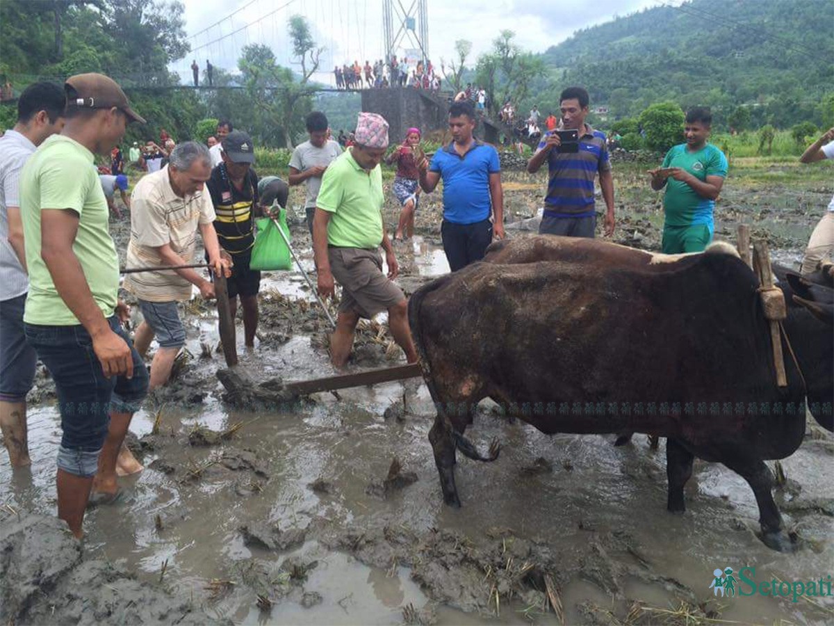 हलो जोत्दै बाबुराम भट्टराई। फोटो सौजन्यः विपिनचन्द्र ढकाल गोरखा