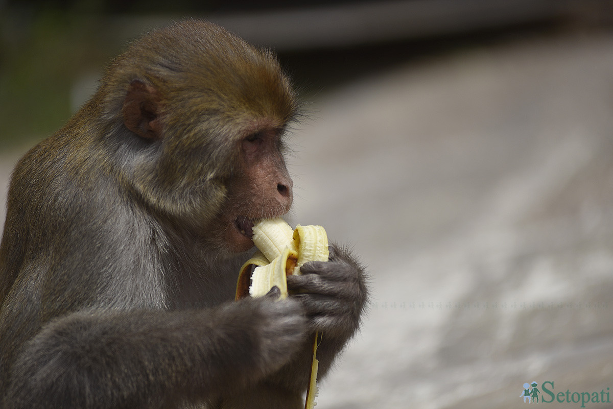 फाइल तस्बिर