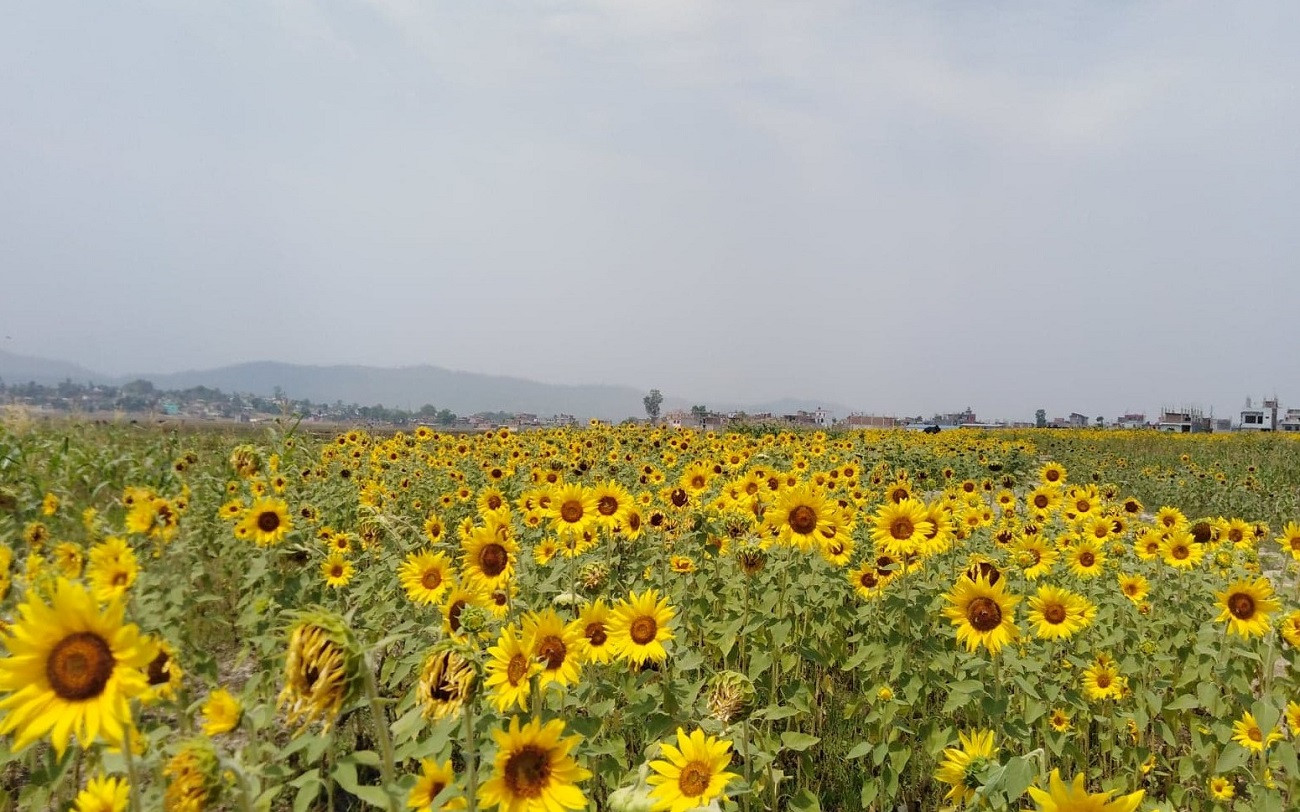 सुर्खेतको बुलबुले उद्यान नजिक रहेको सूर्यमुखी खेती। तस्विरःदिपकजंग शाही/सेतोपाटी