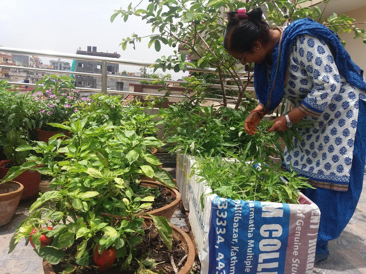 कौसी खेतीमा रमाउँदै प्राध्यापक विजया लेखक। तस्बिरः समिक्षा अधिकारी/सेतोपाटी