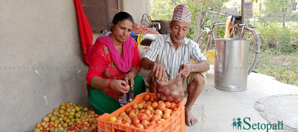 आफूले फलाएको गोलभेडा बेच्न लैजाने तयारी गर्दै सरस्वती र आत्मराम। तस्बिर: भगवती पाण्डे/ सेतोपाटी