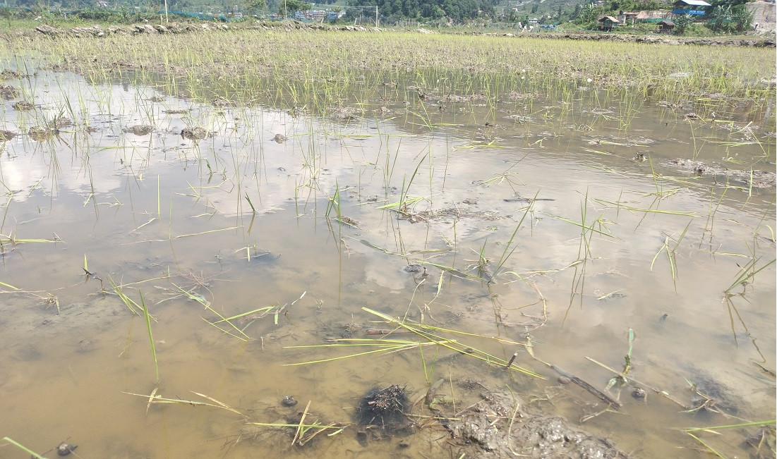 चराले धानको जरा खाइदिएपछि पानीमा तैरिएको बिउ।