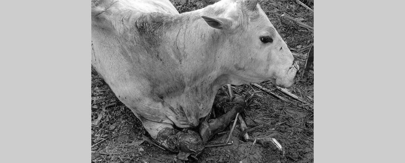 तस्वीरः बाँधिराखेको अवस्थामा अंगभंग हुनेगरी काटिएका गोरू। सौजन्यः कलम कुमार थापा