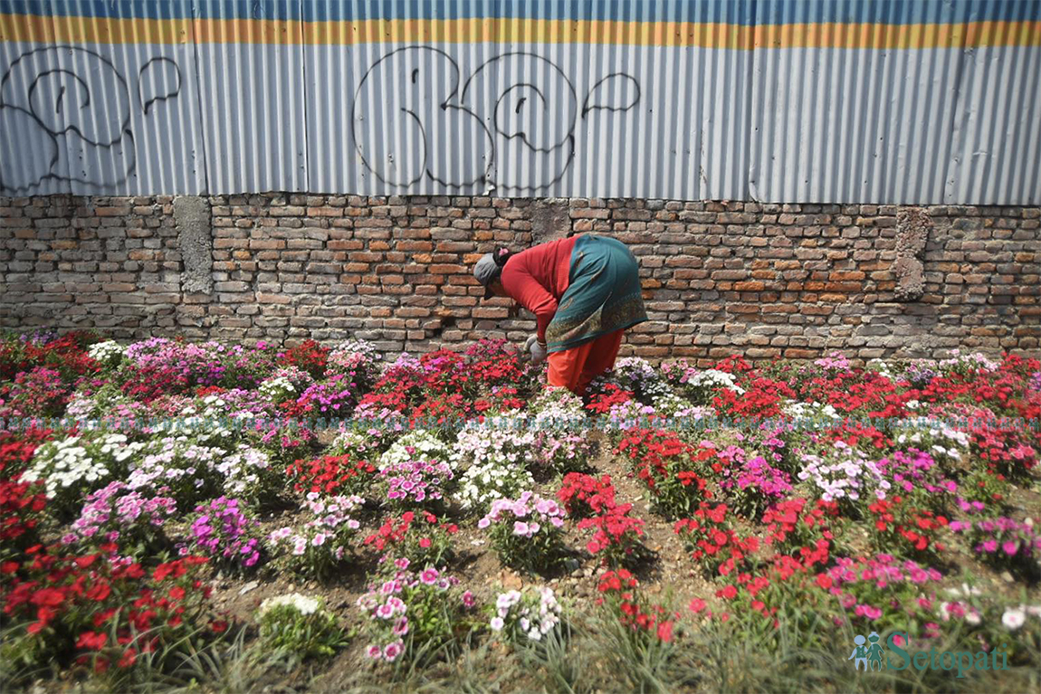 आजका तस्बिर- चैत ९