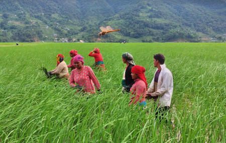 पामेका चन्द्रबहादुर नेपालीले रोपेको खेत गोड्दै खेतला। तस्बिर : युवराज श्रेष्ठ
