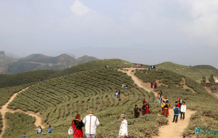 इलामको फिक्कल घुम्न आएका आन्तरिक पर्यटक। तस्बिर सौजन्यः लिलाराम खड्का