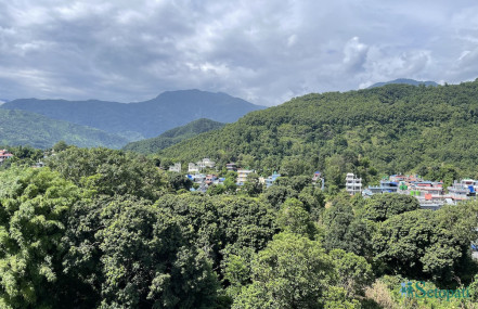 जग्गा हडप्न चलखेल भइरहेको लिची बगैंचा। तस्बिर: युवराज श्रेष्ठ/सेतोपाटी