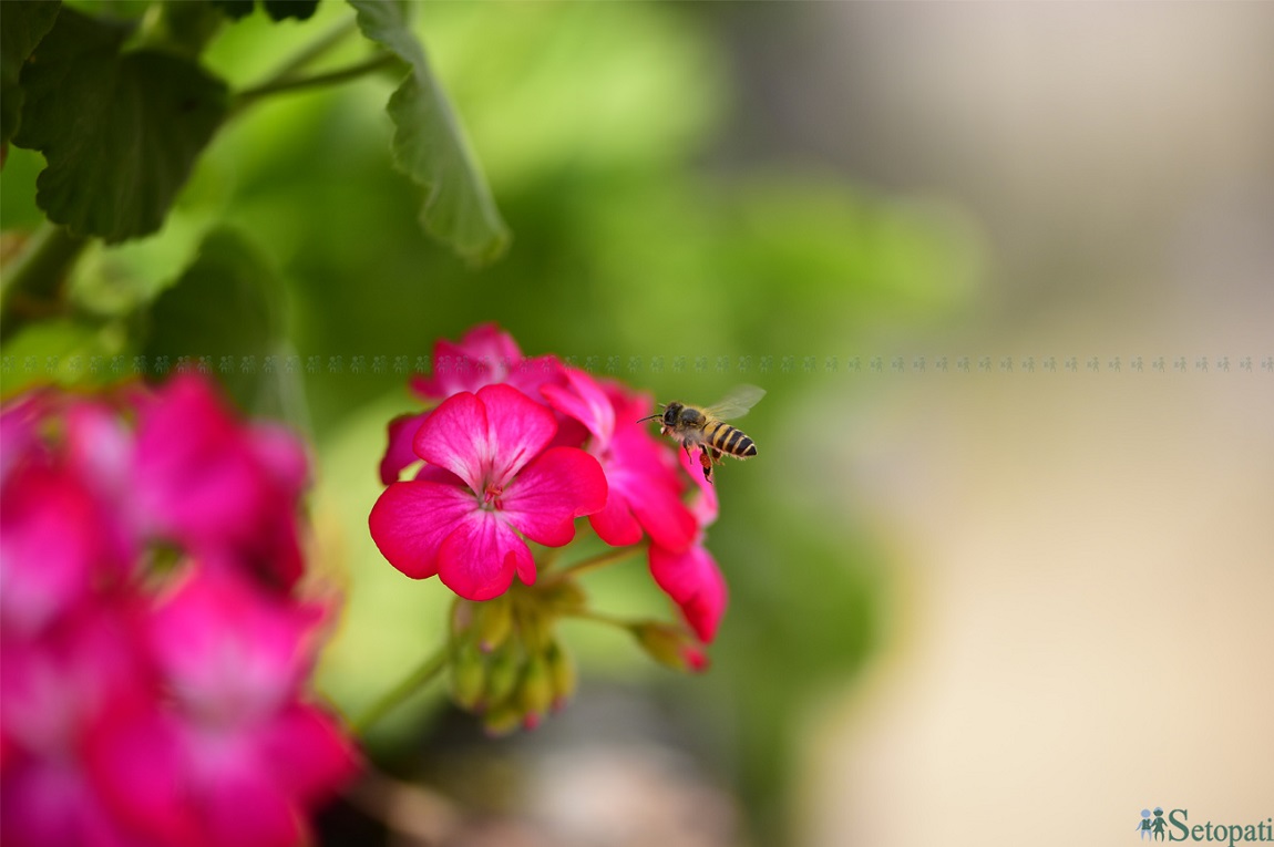 आजका तस्बिर: वैशाख १४