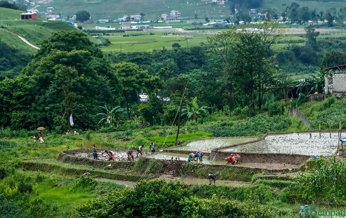 आजका तस्बिर: असार २३