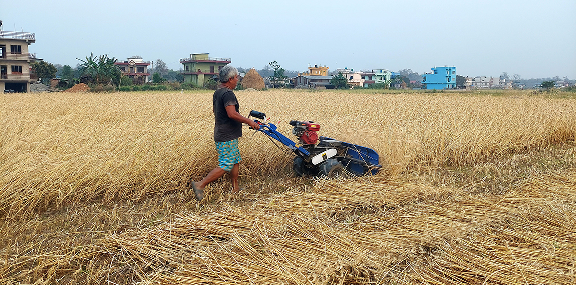 आजका तस्बिर- चैत १४