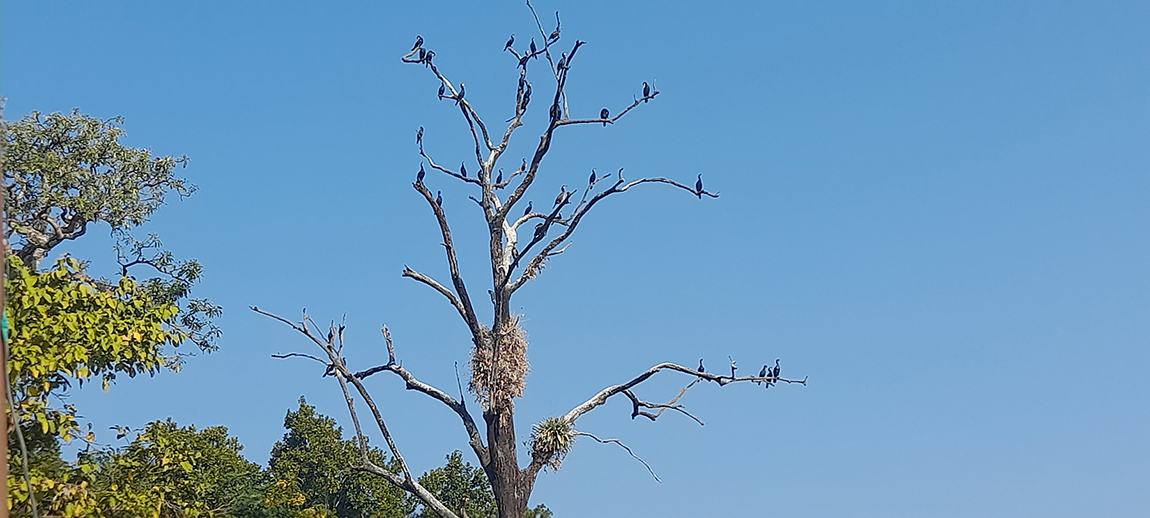 आजका तस्बिर- पुस ११