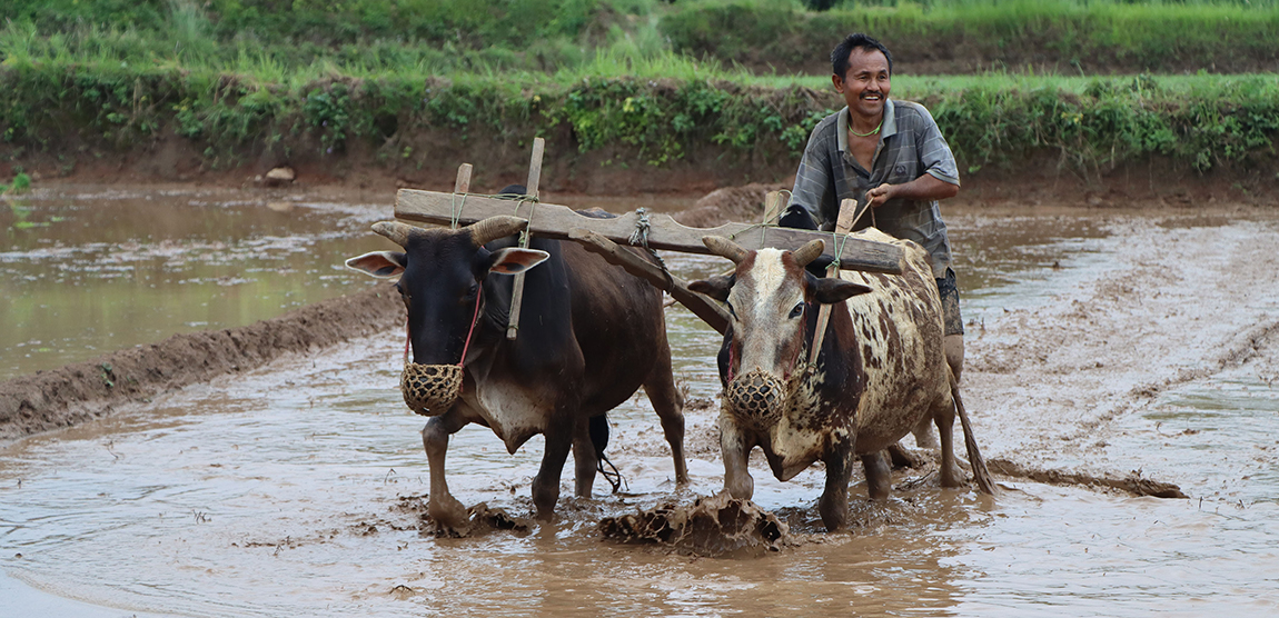 आजका तस्बिर- असार १९