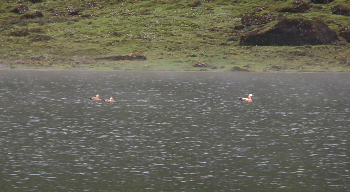 आजका तस्बिर-साउन ३०