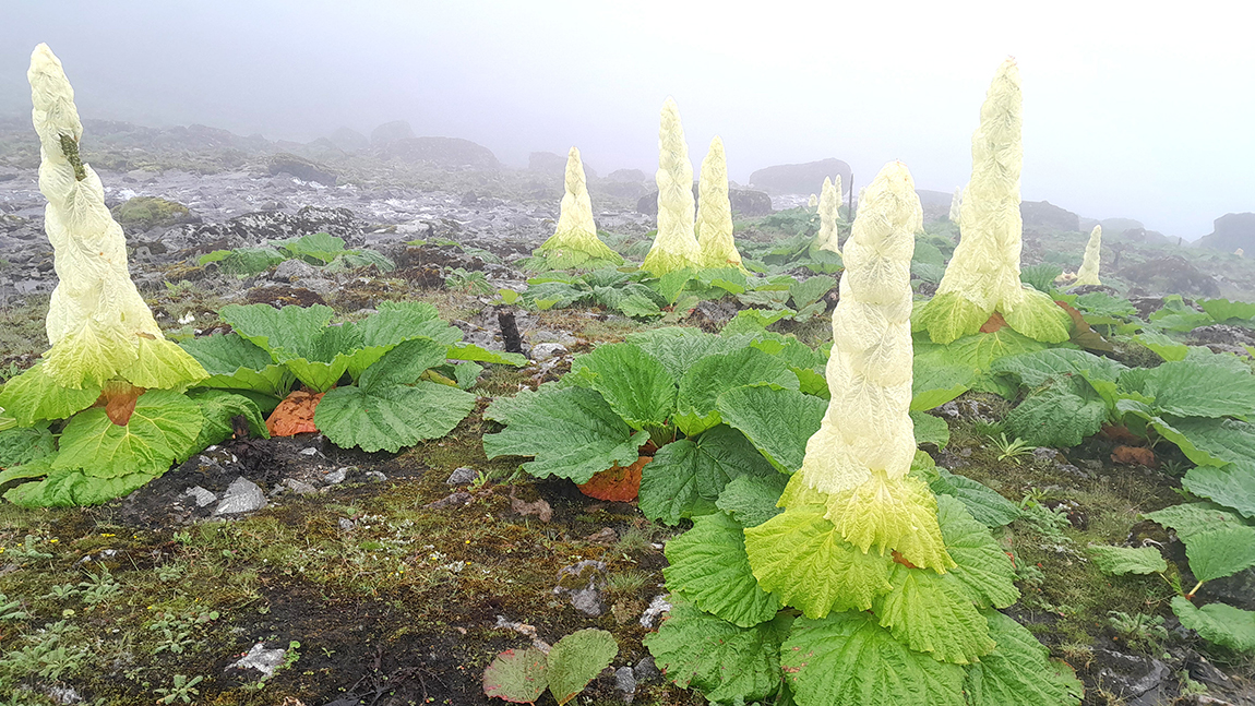 आजका तस्बिर-साउन २६