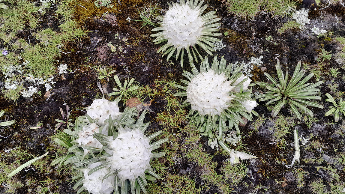 आजका तस्बिर- साउन २७