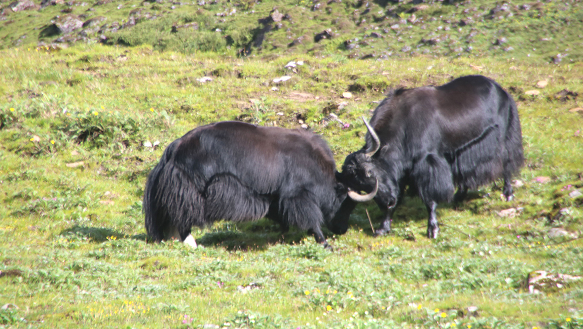 आजका तस्बिर- साउन २९