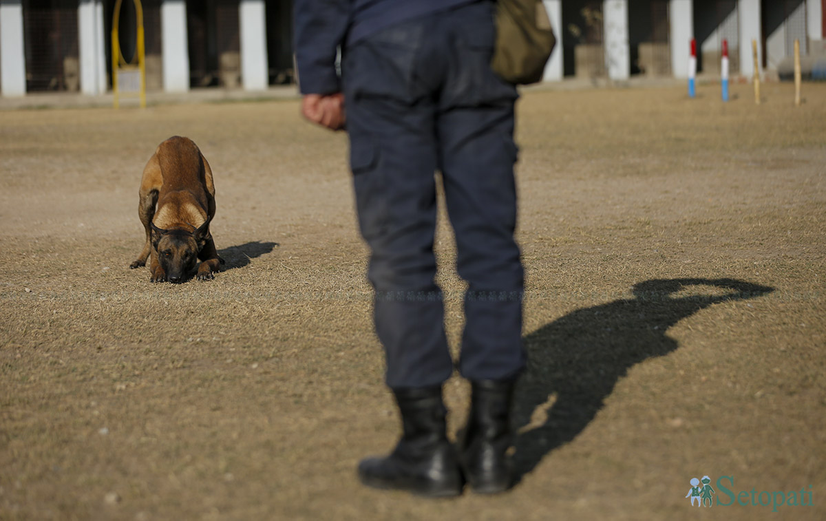 अपराध अनुसन्धानमा संलग्न कुकुरलाई सलाम ठोक्दै प्रहरी। तस्बिर: नवीनबाबु गुरूङ/सेतोपाटी