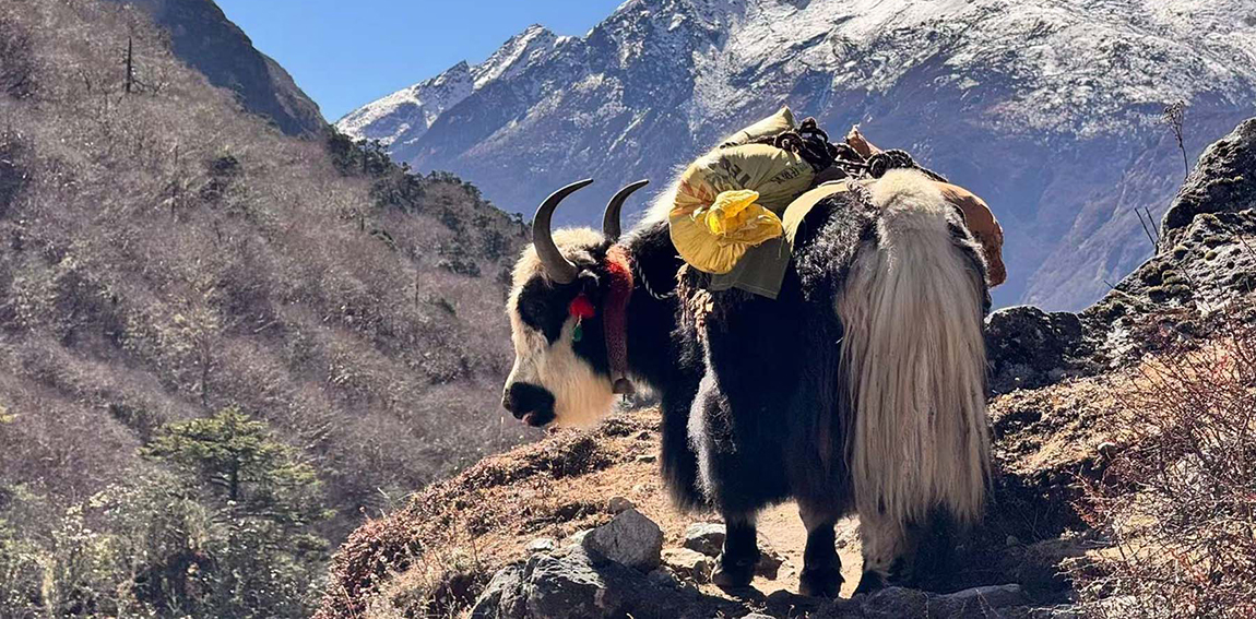 आजका तस्बिर- मंसिर ४