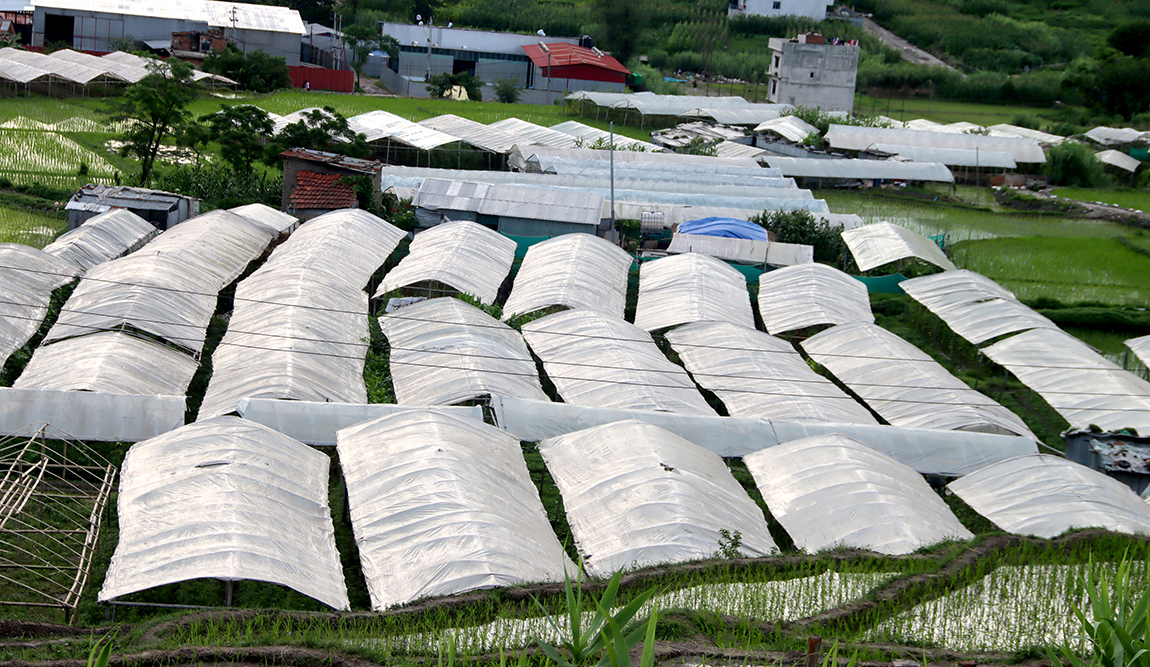 आजका तस्बिर- असार १९