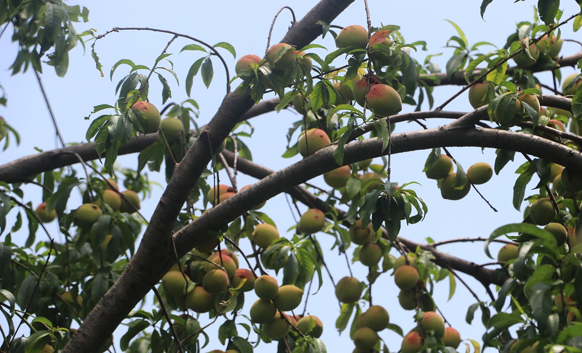 आजका तस्बिर- जेठ ४