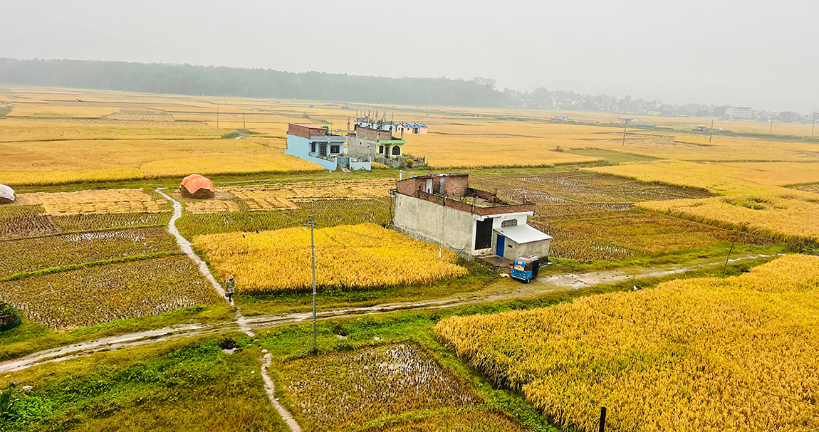 आजका तस्बिर- कात्तिक ११