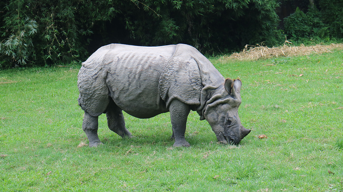 आजका तस्बिर- जेठ २९