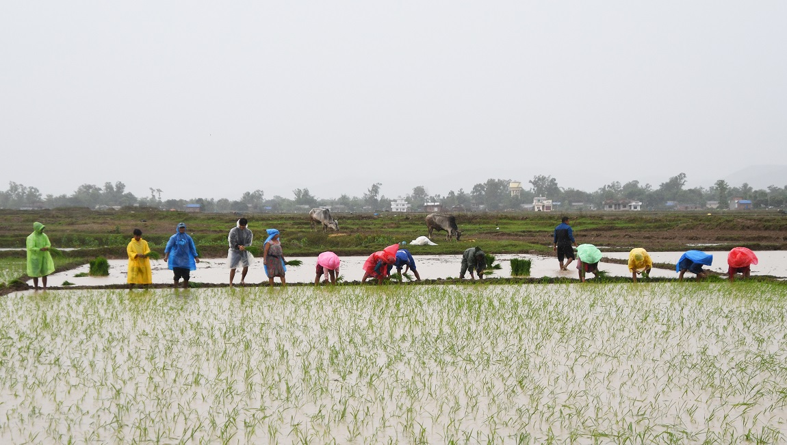 आजका तस्बिर- असार २१