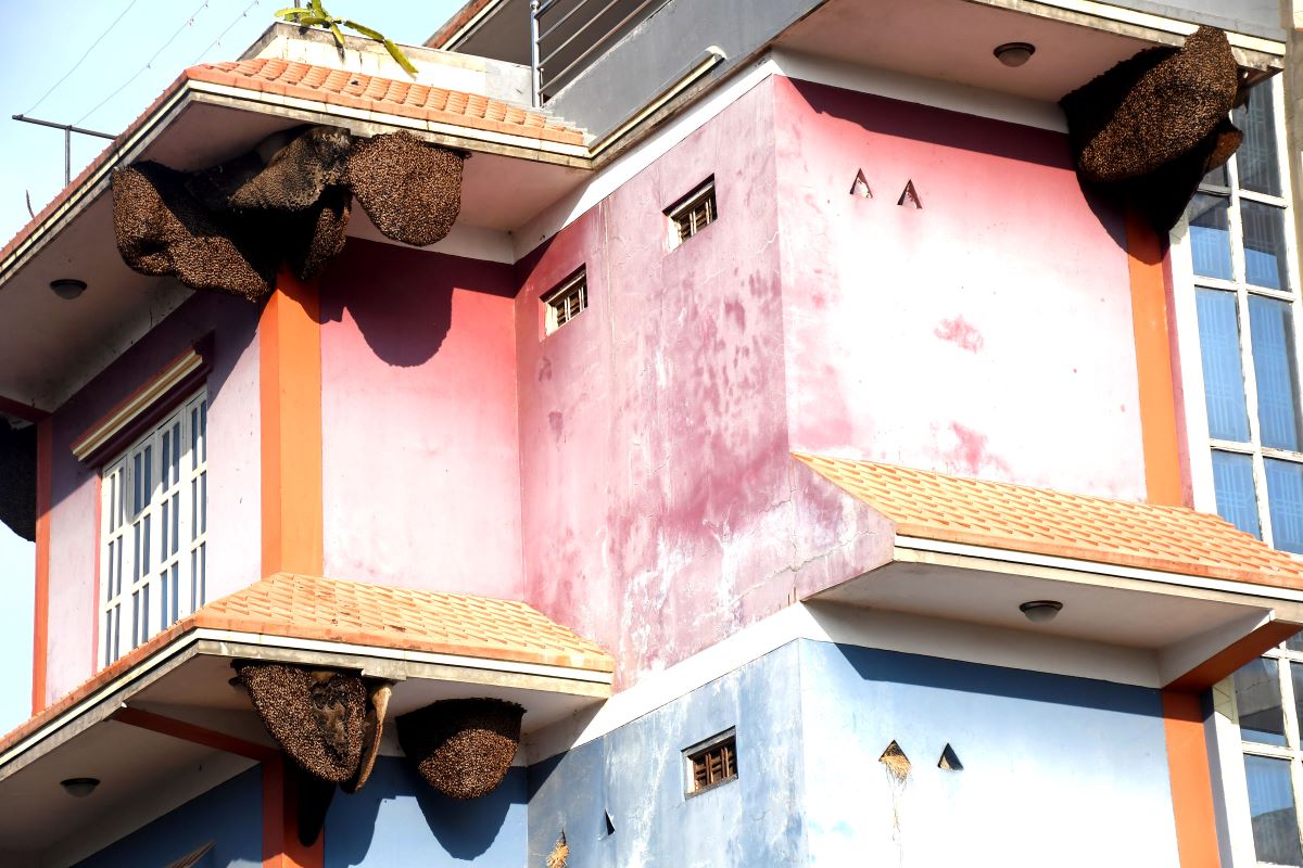 आजका तस्बिर- पुस ७