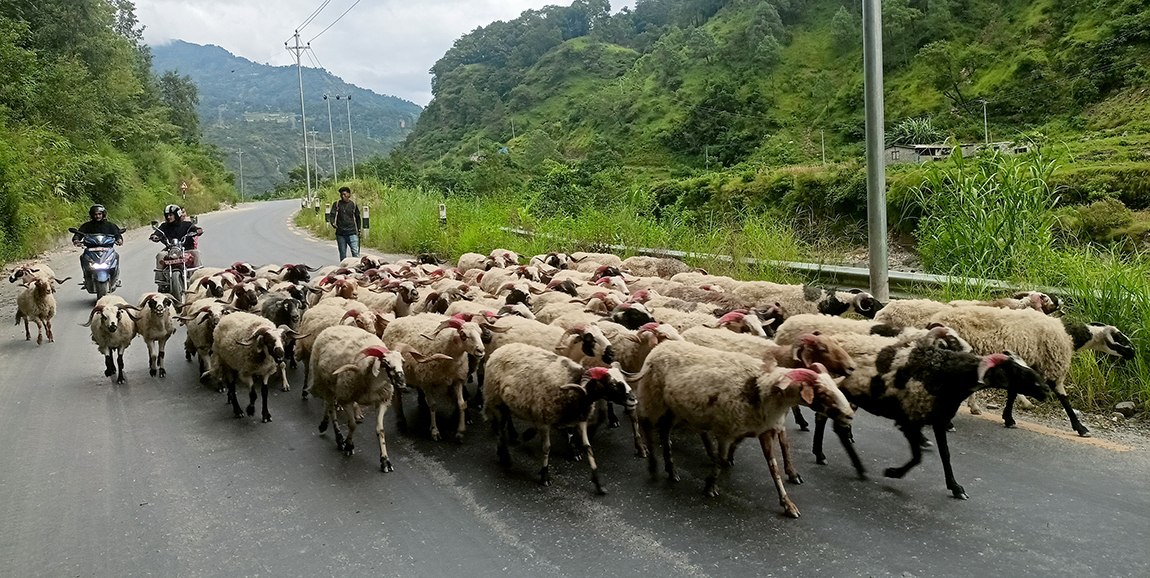 आजका तस्बिर- भदौ १९