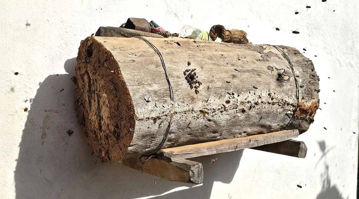 आजका तस्बिर- कात्तिक १२