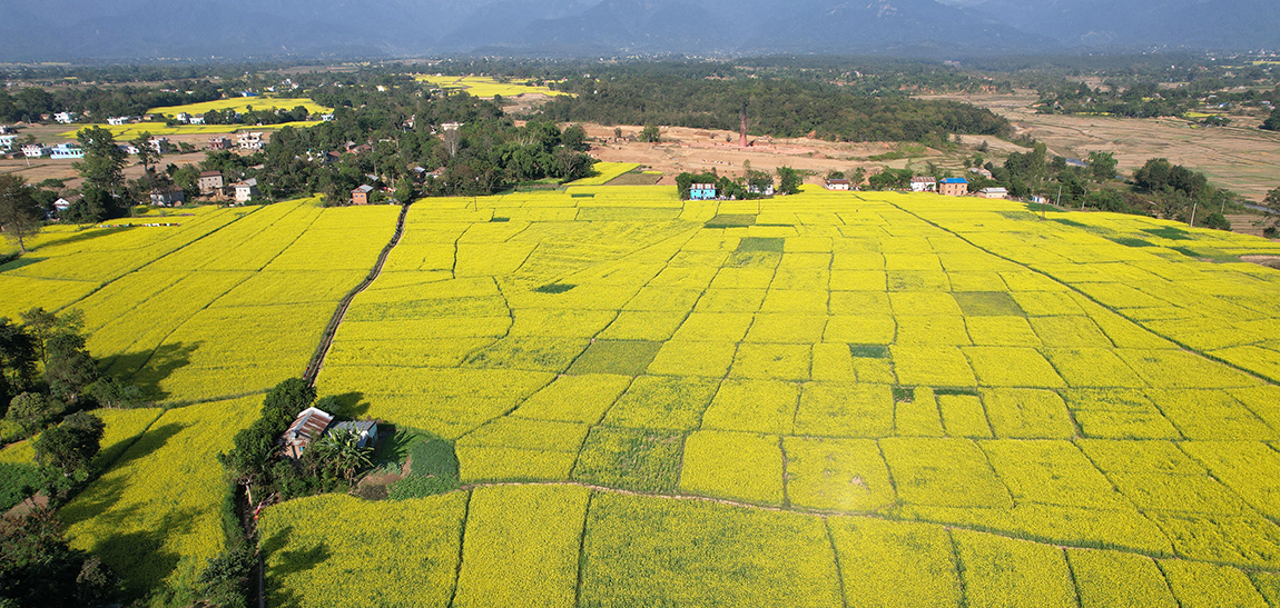 आजका तस्बिर- मंसिर १