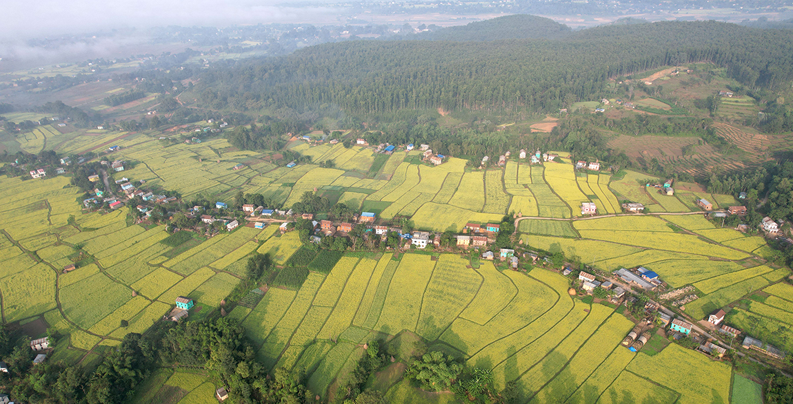 आजका तस्बिर- मंसिर ४