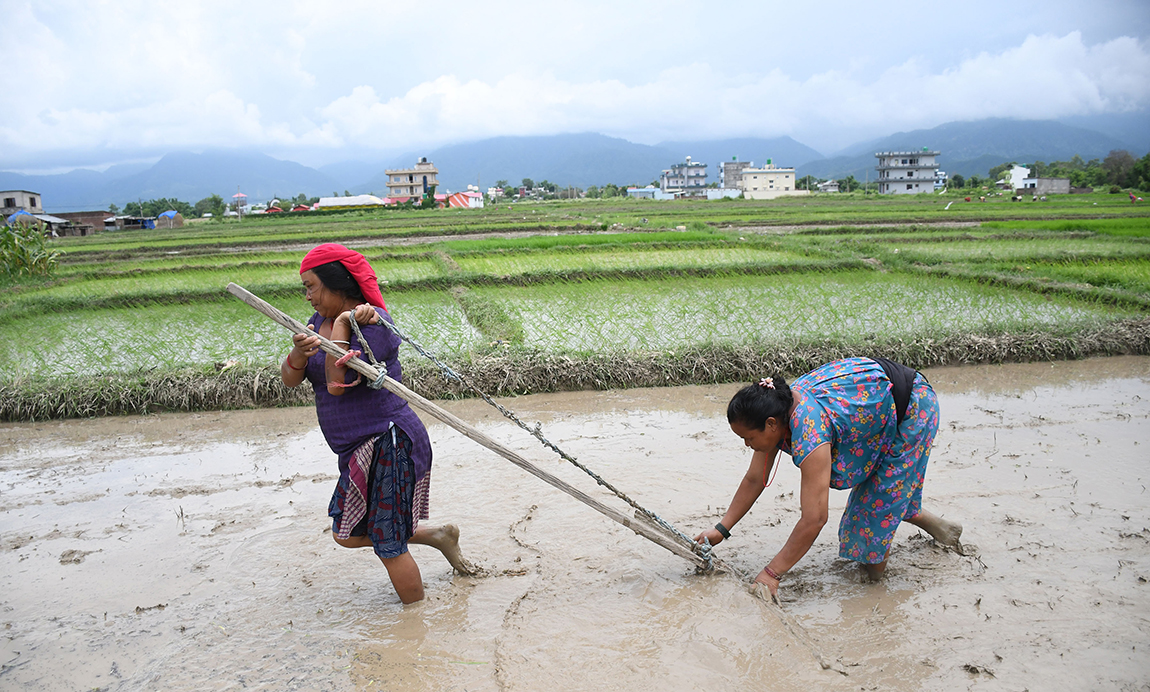 आजका तस्बिर- असार १६