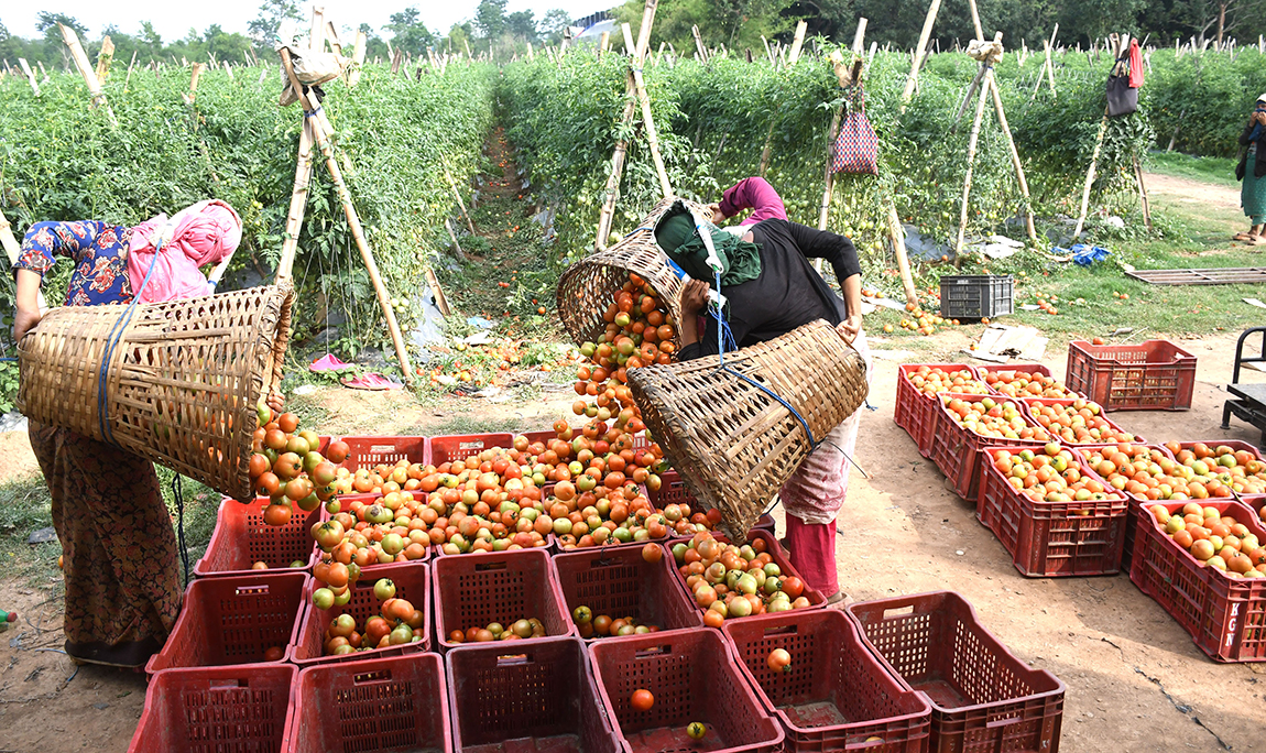 आजका तस्बिर- जेठ ८