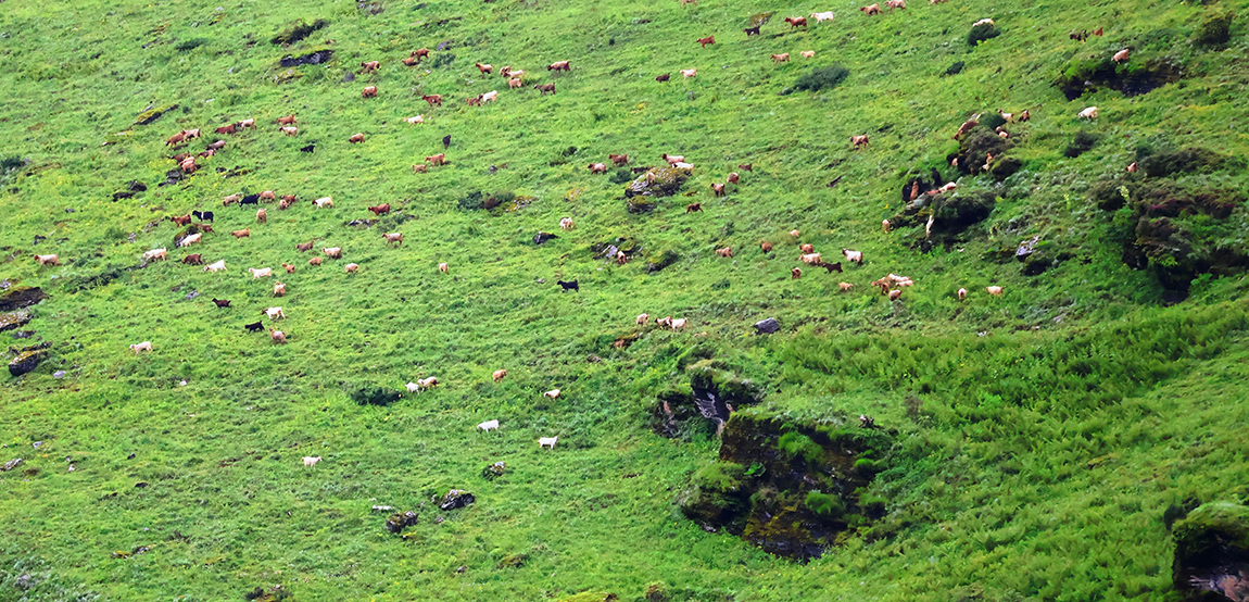 आजका तस्बिर- साउन ६