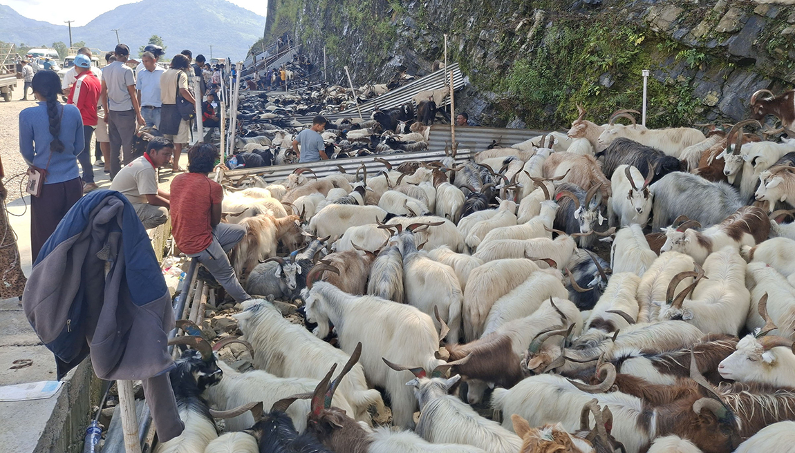 आजका तस्बिर- असोज १३