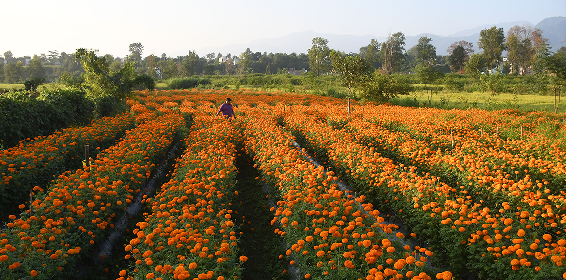 आजका तस्बिर- असोज २७