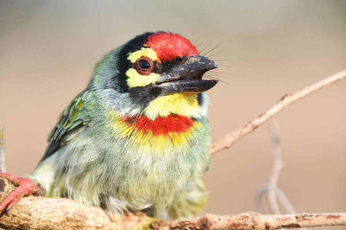 आजका तस्बिर- पुस १२