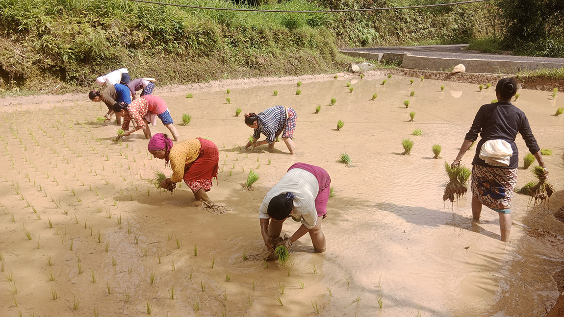 आजका तस्बिर- असार ४
