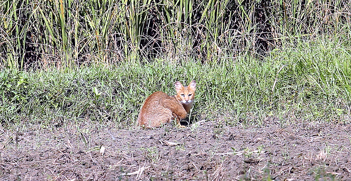 आजका तस्बिर- कात्तिक २०