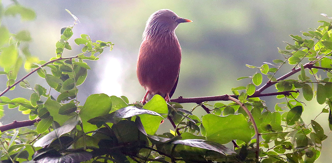 आजका तस्बिर-असार ११