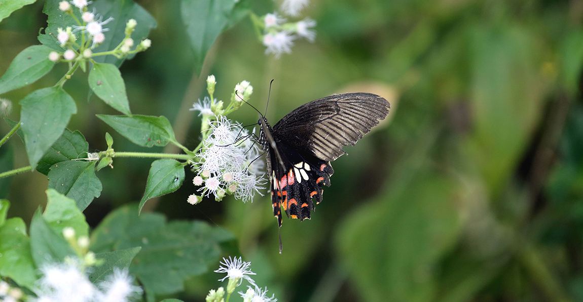 आजका तस्बिर- मंसिर १