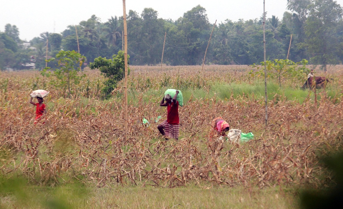 आजका तस्बिर- जेठ ११