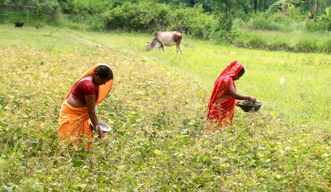 आजका तस्बिर- असार ८