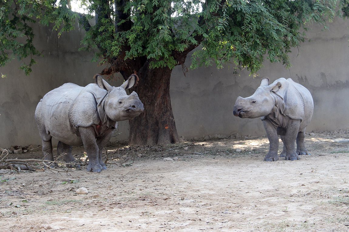 आजका तस्बिर- पुस ११