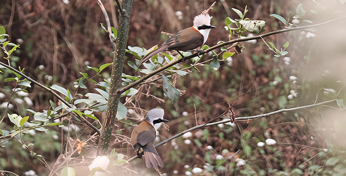 आजका तस्बिर- चैत २६
