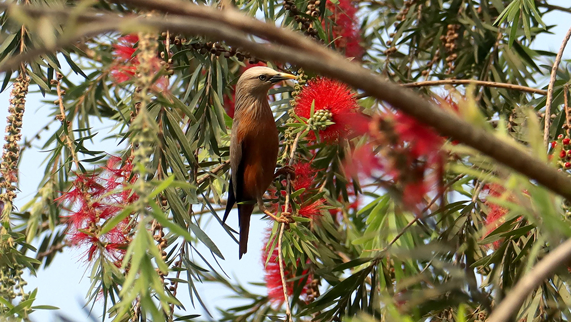 आजका तस्बिर- चैत २४