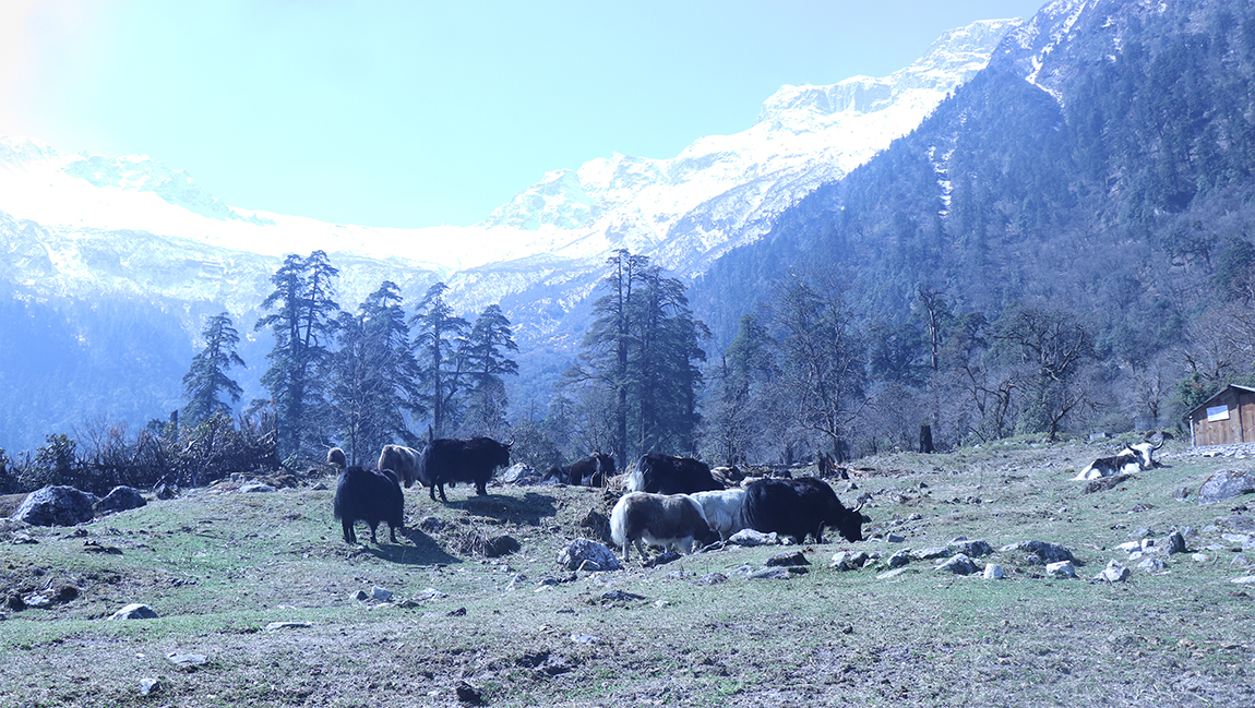 आजका तस्बिर- चैत ३