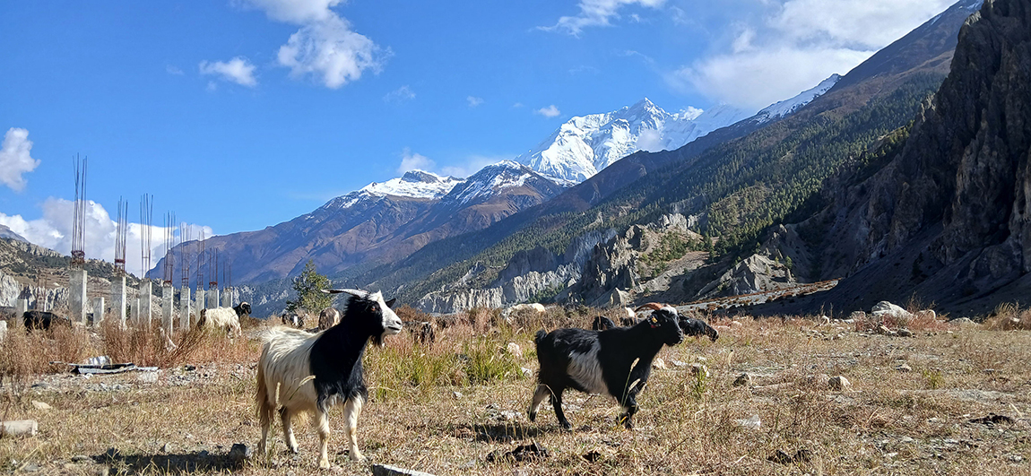 आजका तस्बिर- कात्तिक ८