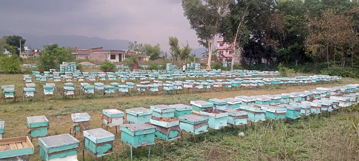 आजका तस्बिर- पुस १३